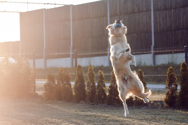 金的 黄金猎犬 毛茸茸的 - 上的免费照片