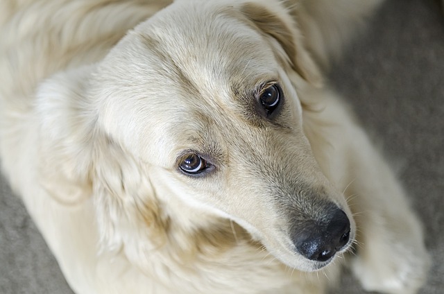 金的 黄金猎犬 毛茸茸的 - 上的免费照片