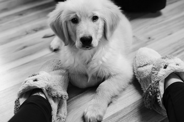 金的 黄金猎犬 毛茸茸的 - 上的免费照片