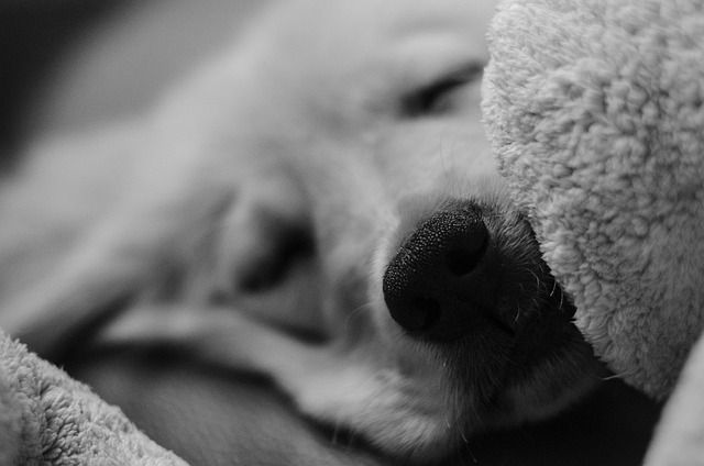 金的 黄金猎犬 毛茸茸的 - 上的免费照片