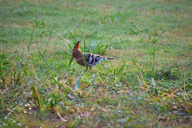 戴胜鸟 Douchiphat 鸟 - 上的免费照片