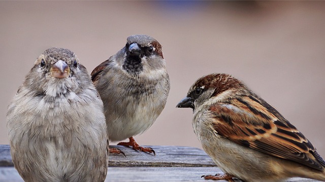 麻雀 鸟类 鸟 - 上的免费照片