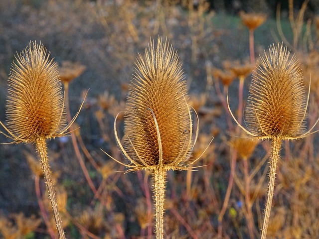 蓟 卡顿 野生植物 - 上的免费照片