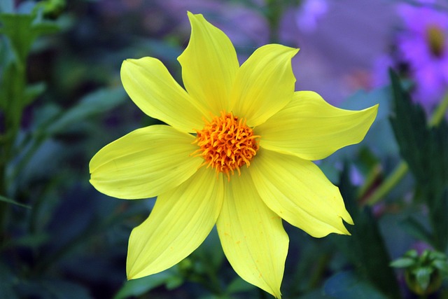 Dahlia牛排 黄花 花园 - 上的免费照片