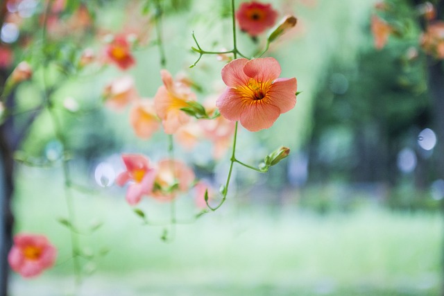 普通人的花 Campsis 花 - 上的免费照片