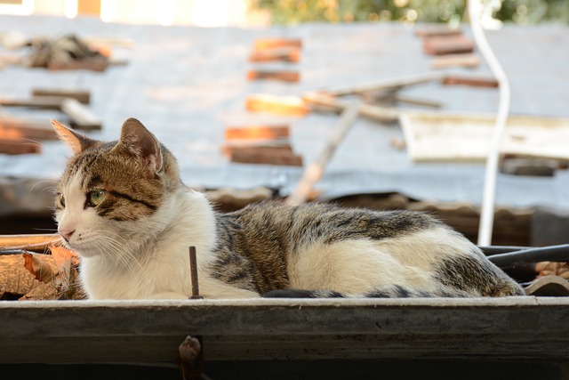 猫 花猫 肥猫 - 上的免费照片