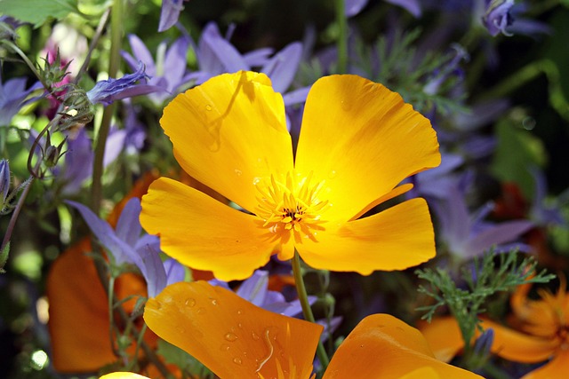 Eschscholzia 夜蛾 橙色的 黄金罂粟 美国加州 - 上的免费照片