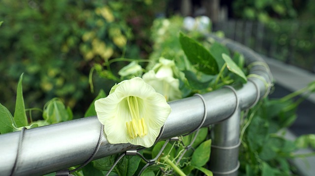 花 植物 绿色的花 - 上的免费照片