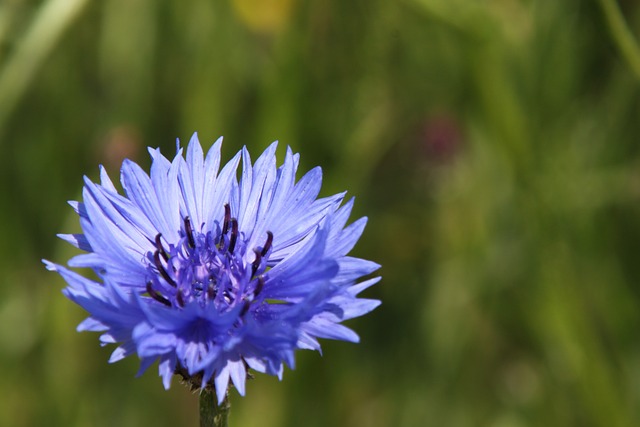 花 波罗的海 达尔斯 - 上的免费照片