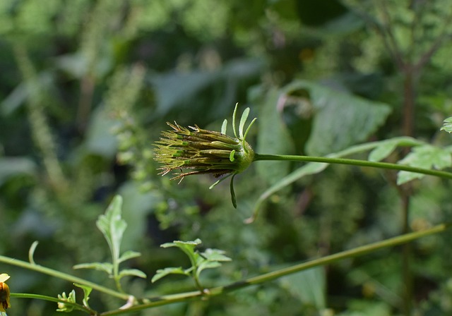 雅各布豚豆荚 种子 杂草 - 上的免费照片