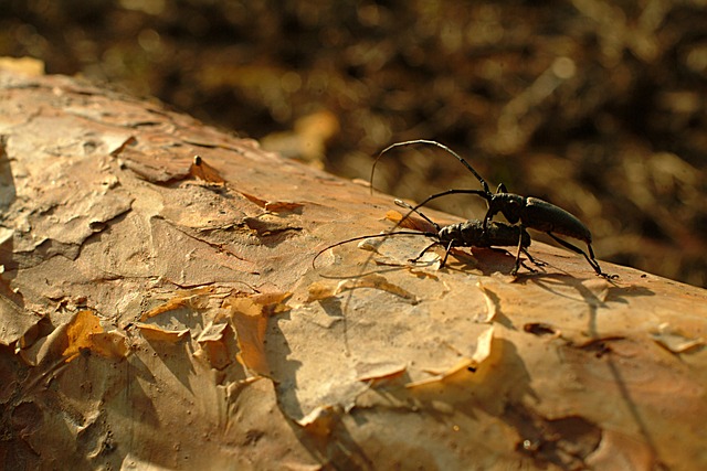 甲虫触须 松 - 上的免费照片
