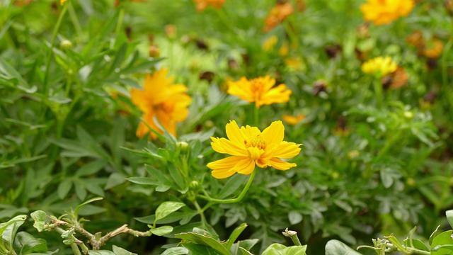 雏菊 花 Vi?t南 - 上的免费照片