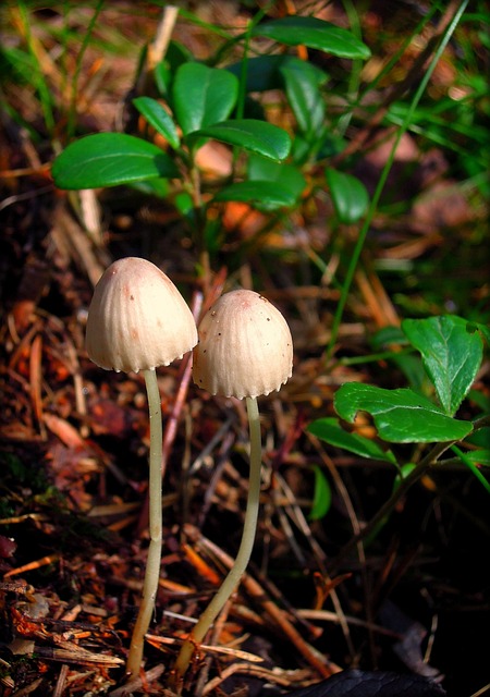 蘑菇菇 蘑菇 毒菌 - 上的免费照片