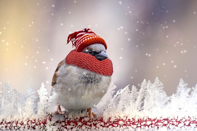 麻雀 冬天 羽毛 - 上的免费照片