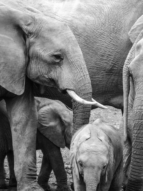 大象 厚皮动物 南非 - 上的免费照片