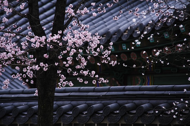 韩国 传统的 树 - 上的免费照片