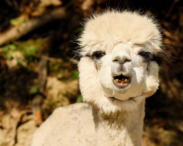 羊驼 动物 生物 - 上的免费照片