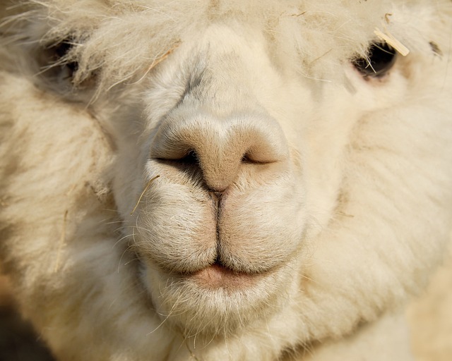 羊驼 动物 头 - 上的免费照片