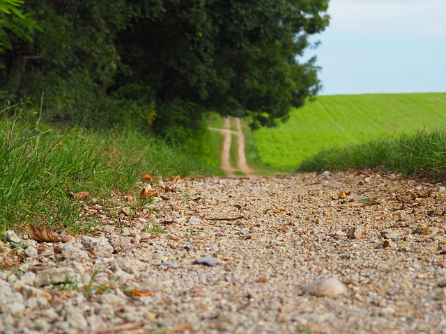 小路 自然 走一走 - 上的免费照片