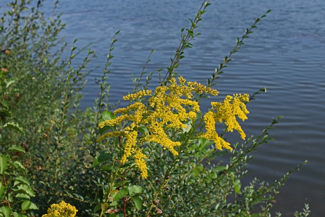一枝黄花在湖畔 花 开花 - 上的免费照片
