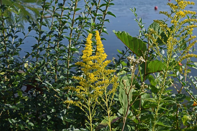 一枝黄花在湖畔 花 开花 - 上的免费照片