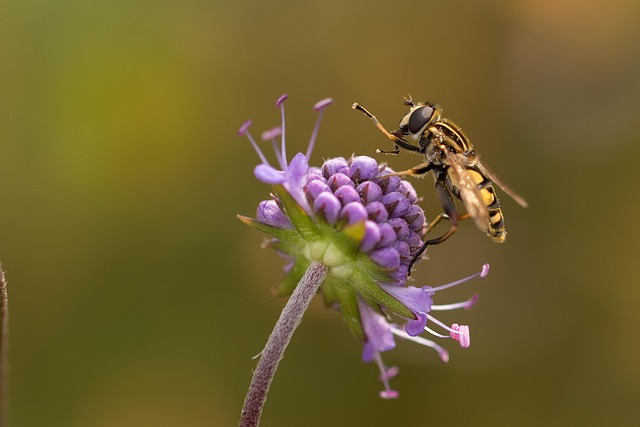 悬停飞行 昆虫 花 - 上的免费照片