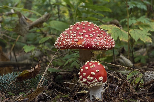 毒菌 红飞木耳 雨伞 - 上的免费照片