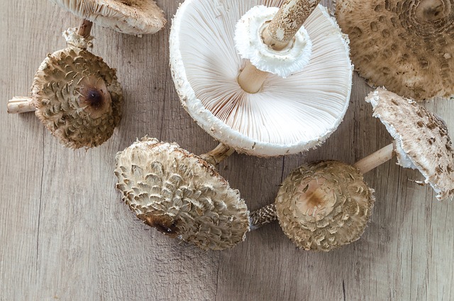 Macrolepiota Procera 阳伞 收集 - 上的免费照片