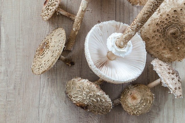 Macrolepiota Procera 阳伞 收集 - 上的免费照片