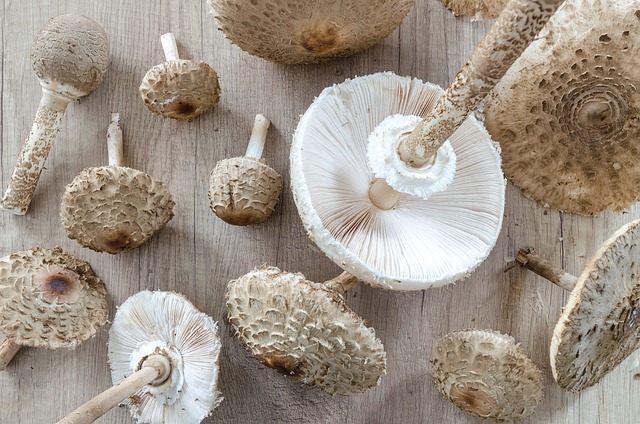Macrolepiota Procera 阳伞 收集 - 上的免费照片