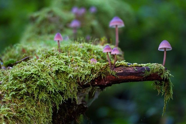 蘑菇 苔藓 菌类 - 上的免费照片