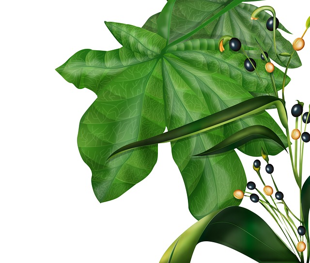 植物 浆果 床单 - 上的免费图片