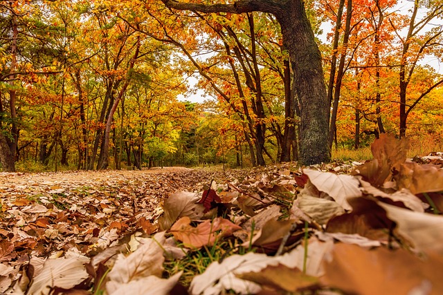 老树 秋季 秋天的树叶 - 上的免费照片