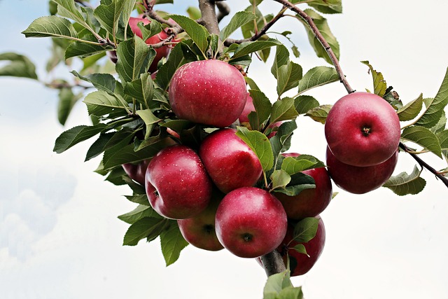 苹果 红苹果 成熟 - 上的免费照片