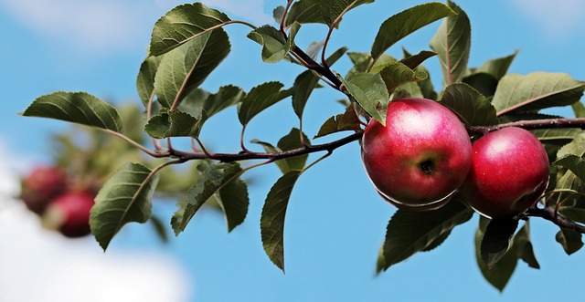 苹果 苹果树 水果 - 上的免费照片