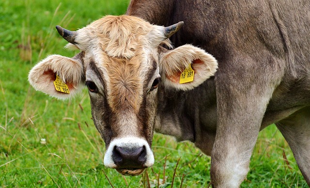 奶牛 反刍动物 牛 - 上的免费照片