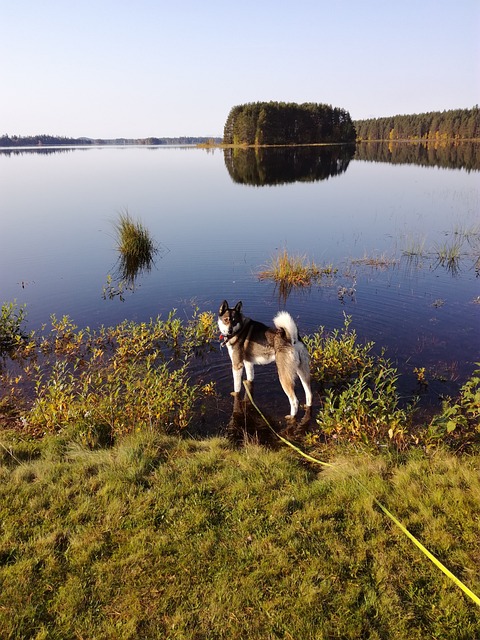 猎鹿 同时等待 - 上的免费照片