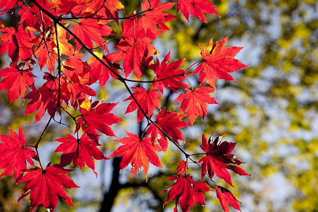枫叶 秋天 树叶 - 上的免费照片