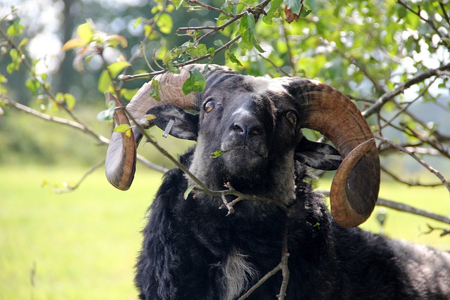 得到 袋子 农业 - 上的免费照片