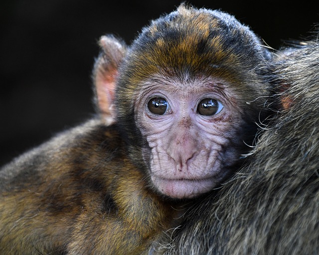 猴 婴儿 巴巴里猕猴 - 上的免费照片