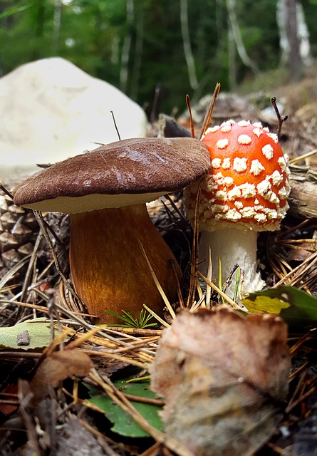 蘑菇 毒菌 落下 - 上的免费照片