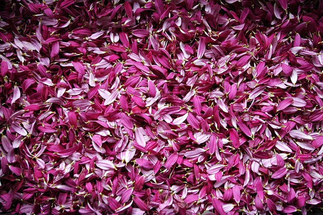 花瓣 花朵 Deleafing - 上的免费照片