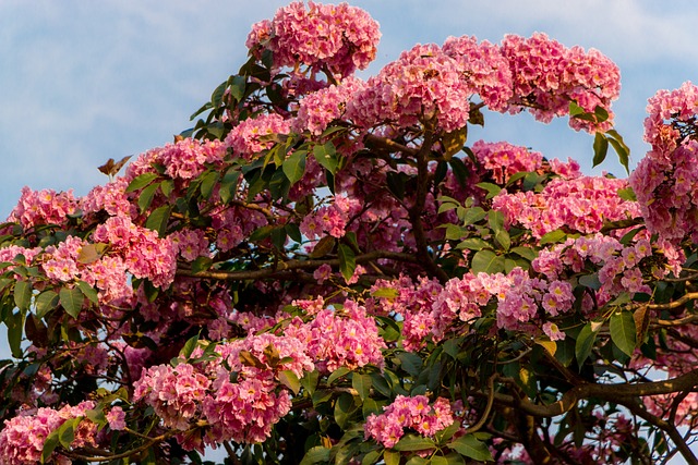 春天 巴西 北半球 - 上的免费照片