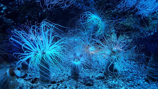 海葵 礁 水族馆 - 上的免费照片
