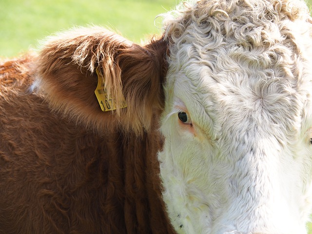 奶牛 牛肉 乳牛 - 上的免费照片