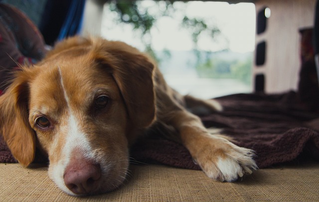 狗 脸 猎犬 - 上的免费照片