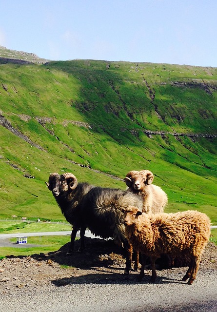 Faroeislands 羊 - 上的免费照片