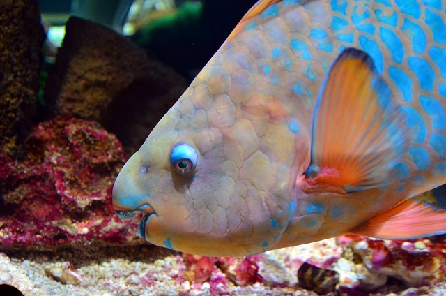 鹦嘴鱼 鱼 水族馆 - 上的免费照片