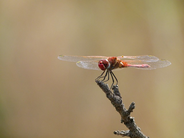 红蜻蜓 蜻蜓 分支 Sympetrum - 上的免费照片