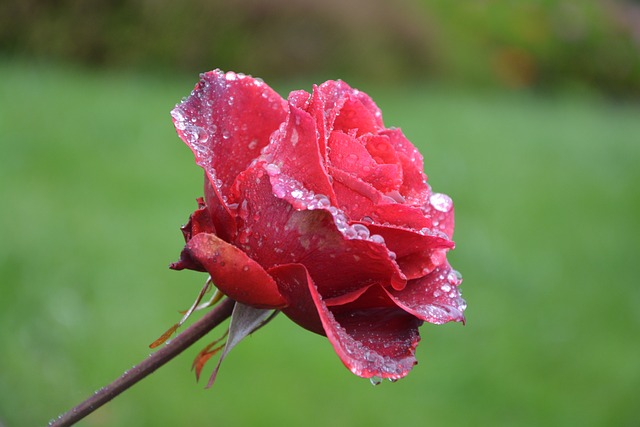 花 红玫瑰 滴雨 - 上的免费照片